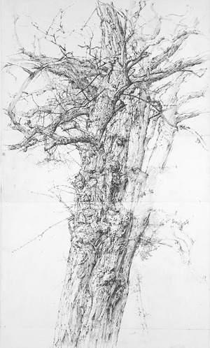 Acacia Tree, Hopebourne 1975