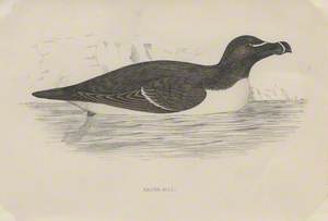 Razorbill