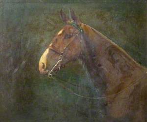 A Horse's Head in a Bridle