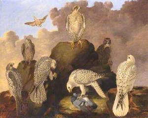 Large Falcons of the Palearctic