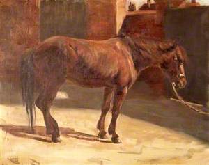 Welsh Pony 'Bessie'
