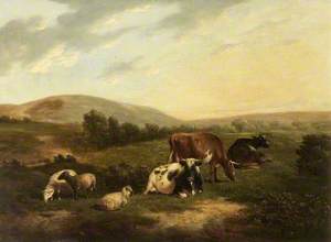 Cattle on the Sussex Downs