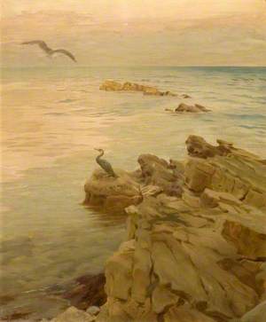Flying Gull and Shag on Rocks