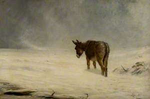 A Donkey in Snow