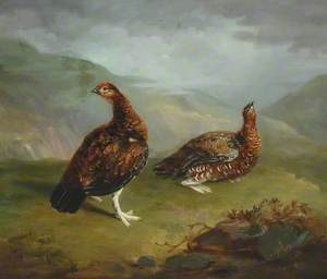 A Pair of Female Grouse