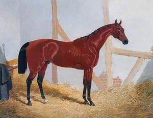 Mr John Bowes' Bay Colt 'Cotherstone', by 'Touchstone' out of 'Emma', in a Loosebox