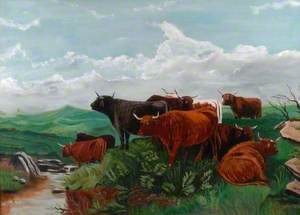 Bright Cattle in Moorland and Slope