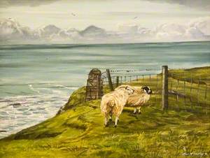 Sheep on Clifftop, Port of Ness, North Lewis