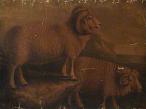 Dorset Ram and Ewe
