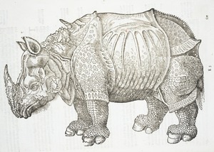 Rhinoceros