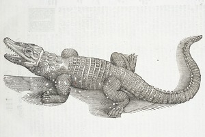 Crocodile
