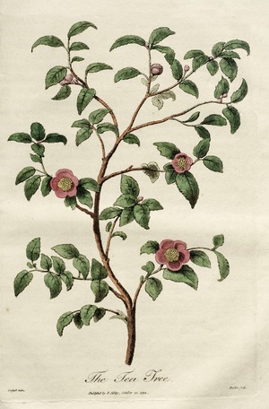 Tea Tree, Leptospermum Scoparium