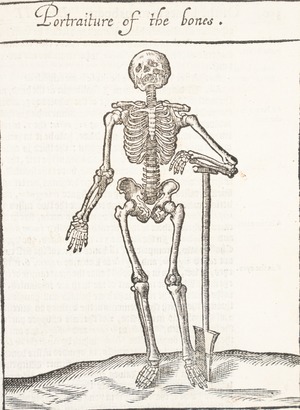 A Skeleton with a Shovel