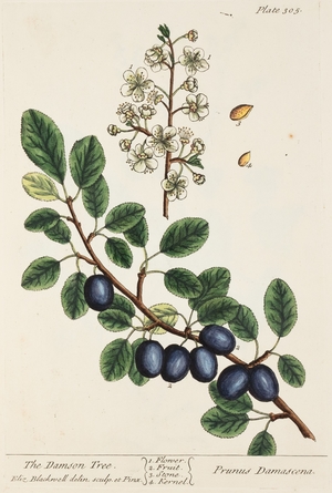Damson