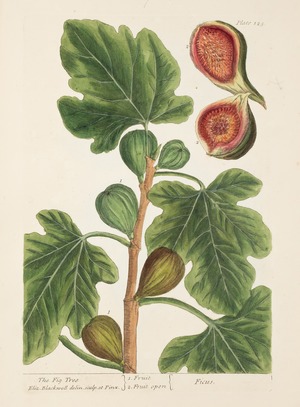 Fig