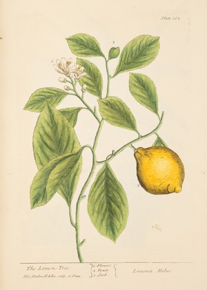 Lemon