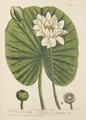Lily