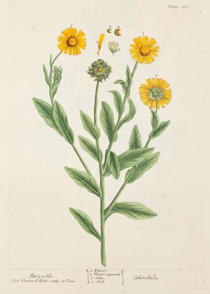 Marigold