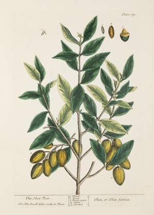 Olives