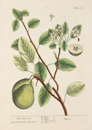 Pear