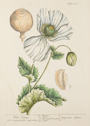 Poppy