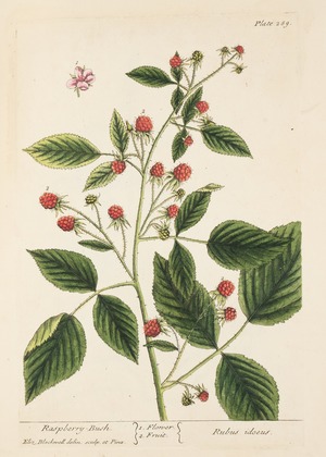 Raspberry