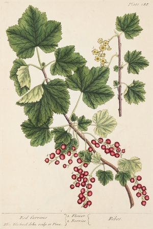 Redcurrants