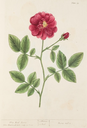 Red Rose