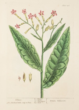 Tobacco