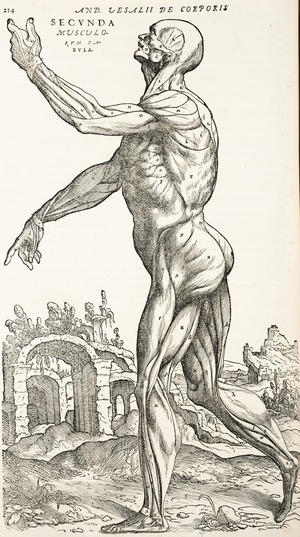 Anatomical Dissection – Muscles, Andreas Vesalius