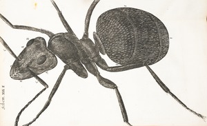 Microscopic View of an Ant