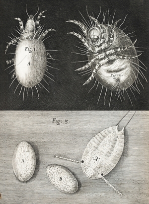 Microscopic View of Mites and Mite Eggs