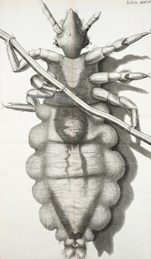 Microscopic View of Louse