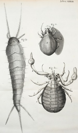 Microscopic View of Mites and Book-Worms