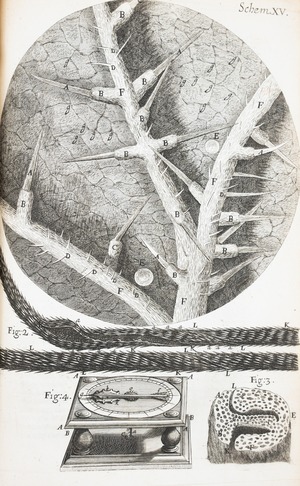 Microscopic View of Stinging Nettle