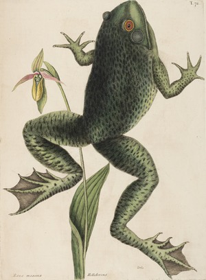 Bull Frog