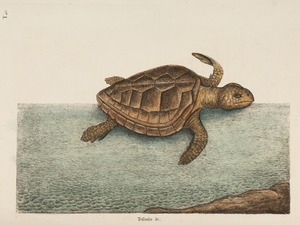 Loggerhead Turtle
