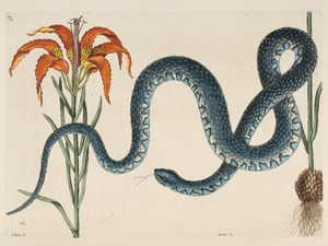 Blue Wampum Snake