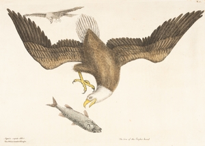 White Headed Eagle