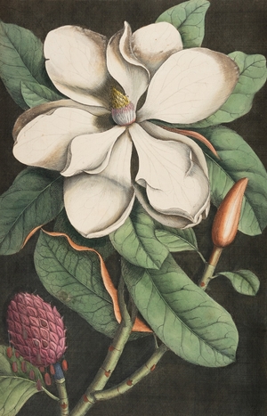 Magnolia