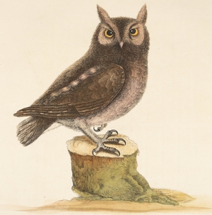 Little Owl