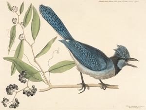 Crested Jay