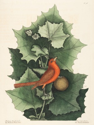 Summer Redbird