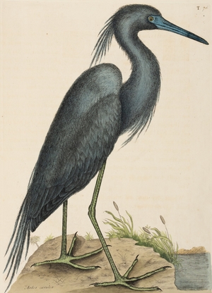 Blue Heron