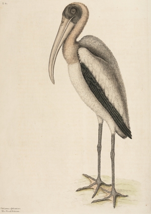 Wood Pelican