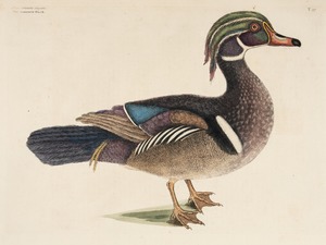 Summer Duck