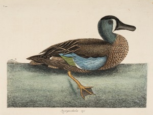 Garganey Duck