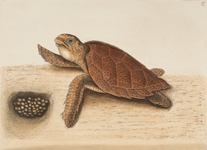Hawksbill Turtle