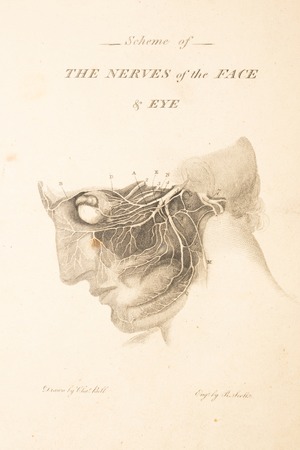 Nerves of the Face