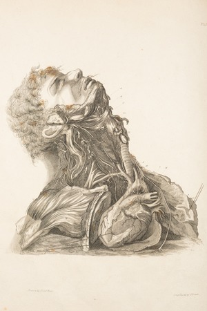 Nerves of the Neck